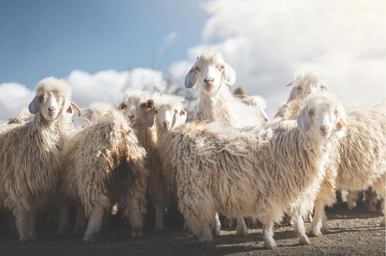 Fire-Resistant Merino Wool: Comfort, Safety Data, and Functional Knitwear Uses